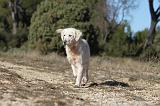 GOLDEN RETRIEVER 591